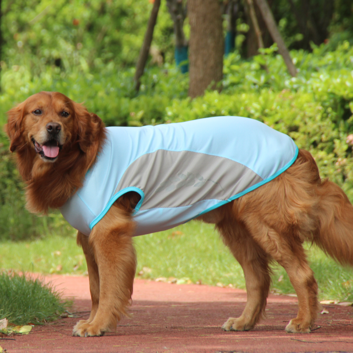 Talking Dog Club Coolios Cooling Vests for Dogs Blue