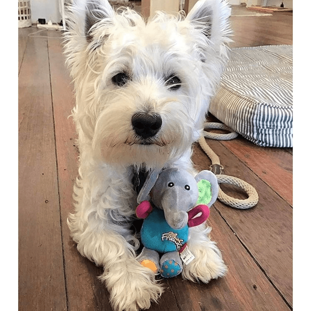 GiGwi Plush Friendz with Squeaker Elephant Toy for Dogs  For Soft Chewers