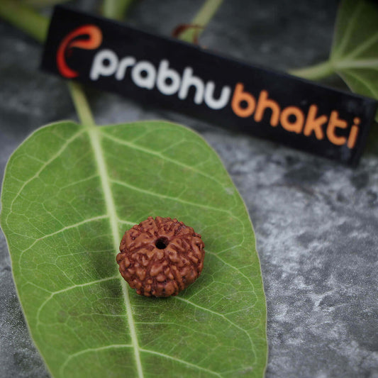 8 Mukhi Rudraksha Lab Certified Original Certified Rudraksha Color Brown