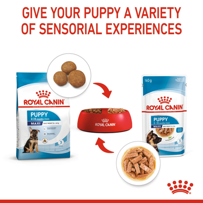 Royal Canin German Shepherd Dry Food and Maxi Puppy Dog Wet Food Combo