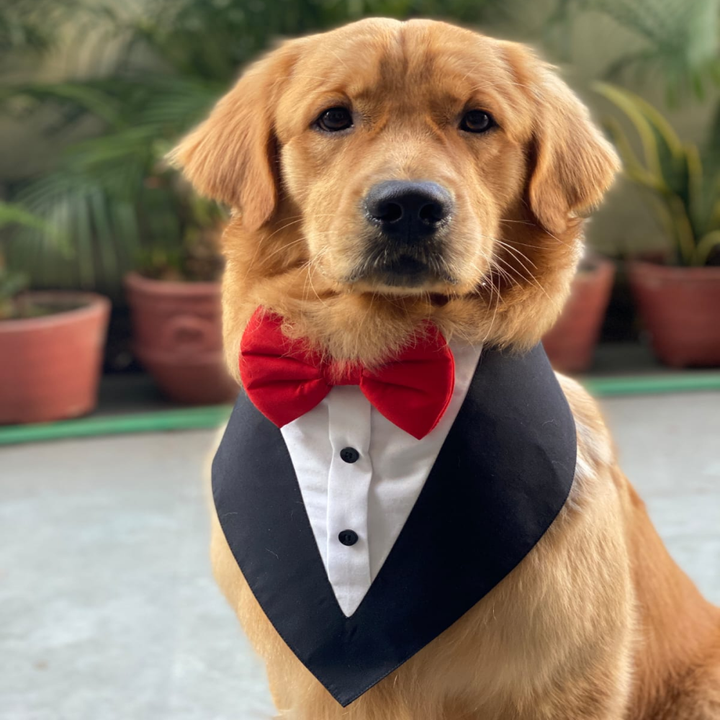 Dogobow Tuxedo Bandana for Dogs Black Get a Bow Free