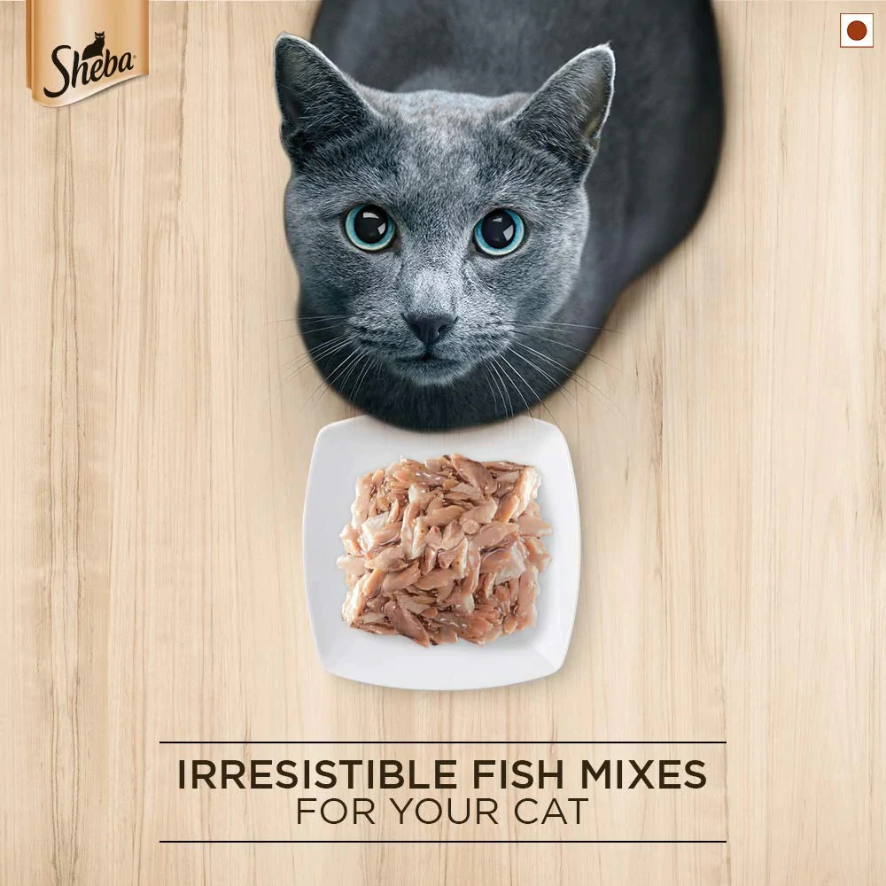 Sheba Maguro  Bream Fish Mix Premium Cat Wet Food and Salmon Flavour Irresistible All Life Stages Cat Dry Food Combo