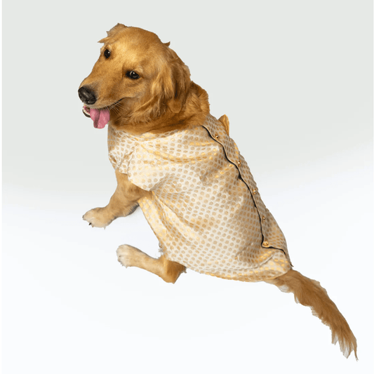 Pawgypets Sherwani for Dogs and Cats White