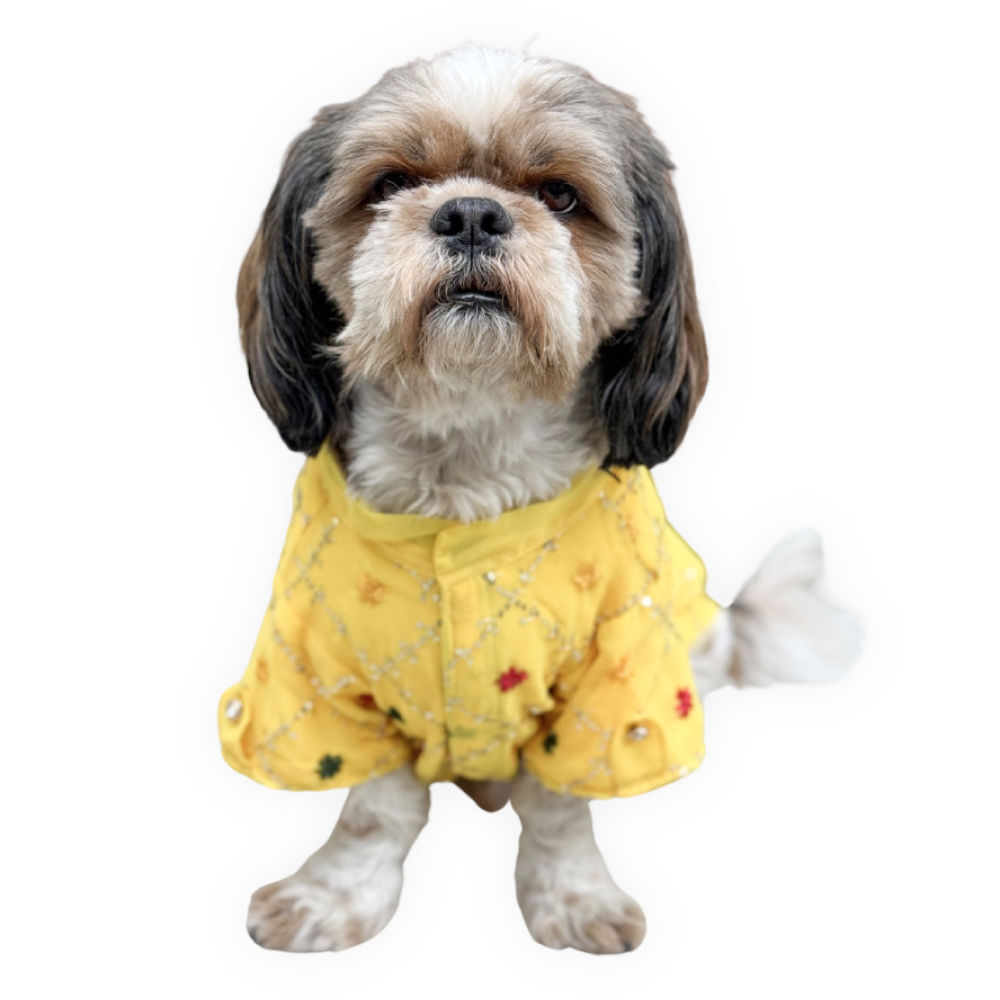 Pawgypets Festive Shirt for Dogs and Cats Yellow