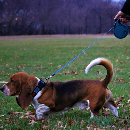 Kong Terrain Retractable Leash for Dogs and Cats Blue