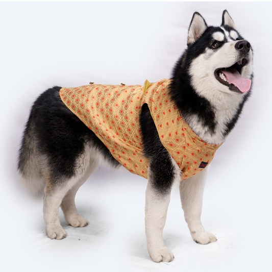 Pawgypets Sherwani for Dogs and Cats Golden