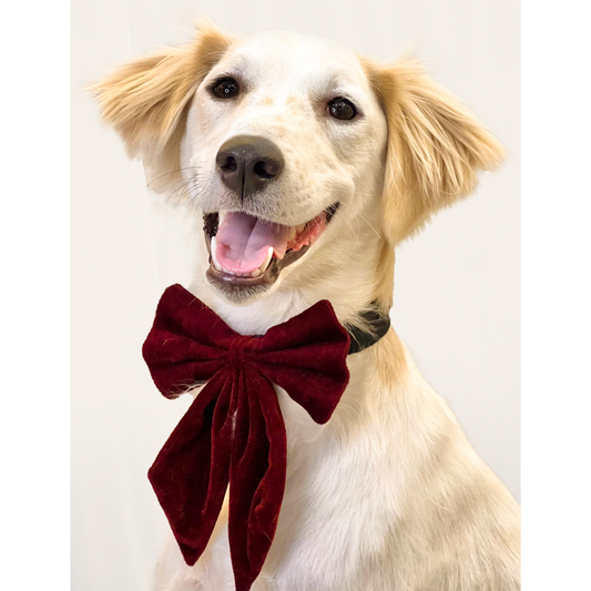 Pawgypets Pigtail Bowtie for Dogs and Cats Maroon