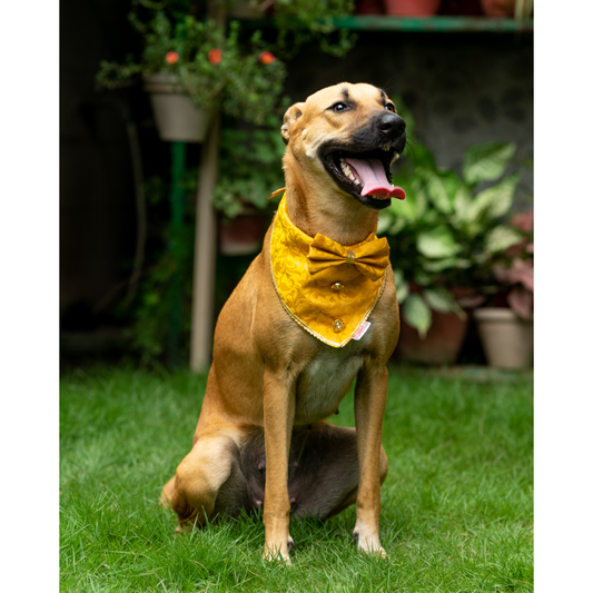 Pawgypets Occasion Wear Bow Bandana for Dogs and Cats Yellow