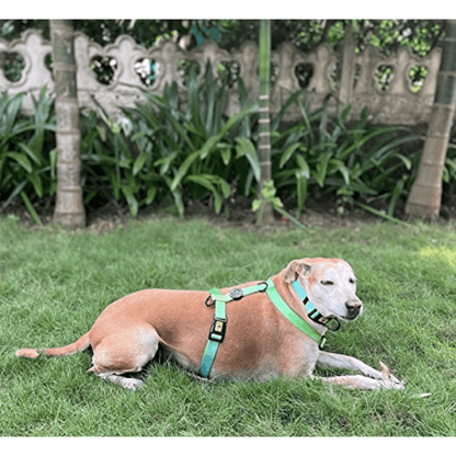 A Plus A Pets Skin Friendly Gradient Design Harness for Dogs and Cats Green