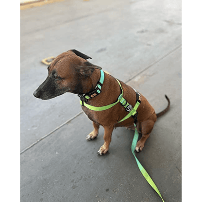 A Plus A Pets Skin Friendly Gradient Design Harness for Dogs and Cats Green