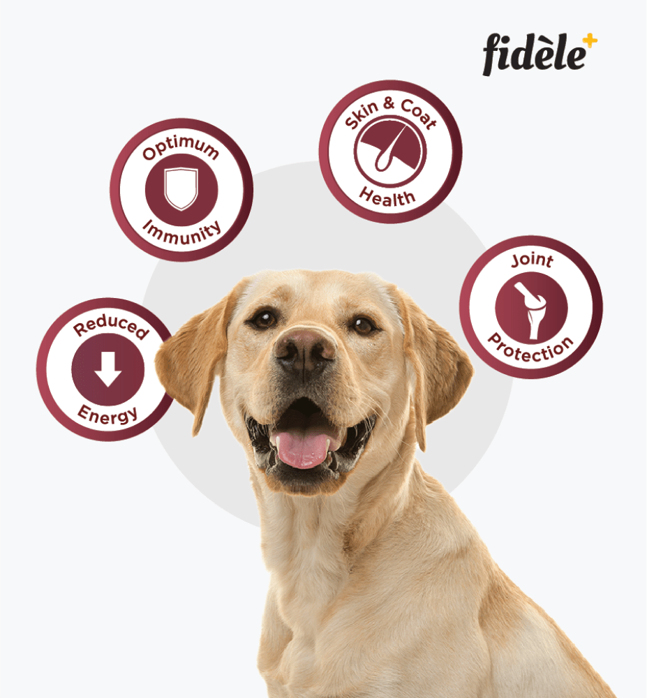 Fidele Plus Adult Light  Senior Dog Dry Food