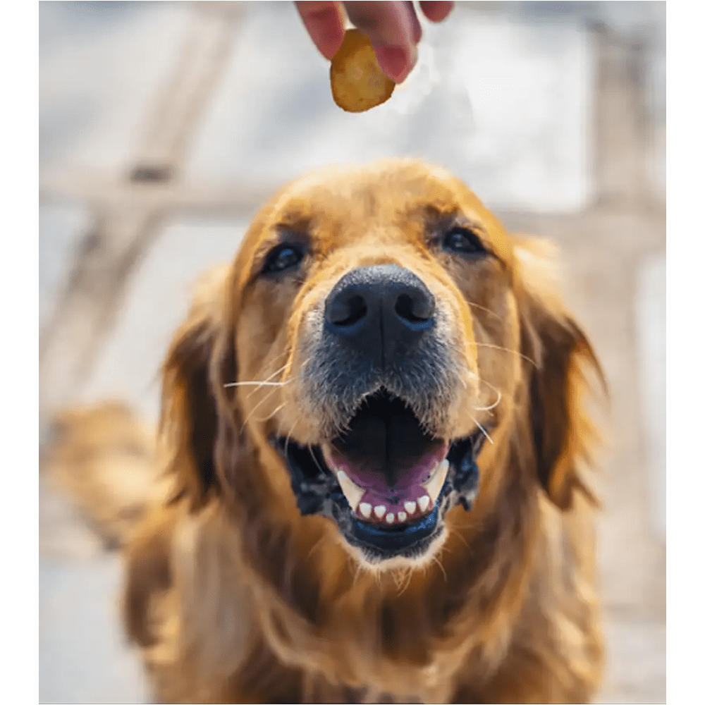 Dogsee Chew 100 Natural Yak Cheese Turmeric Mini Pops Dog Treats