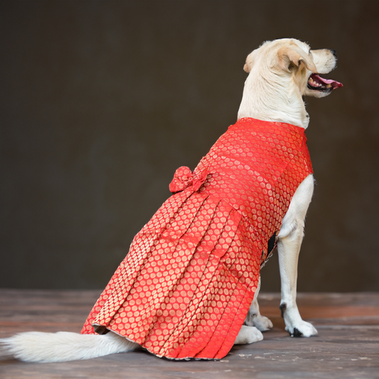 Skatrs Brocade Gold Printed Dress for Dogs and Cats Red