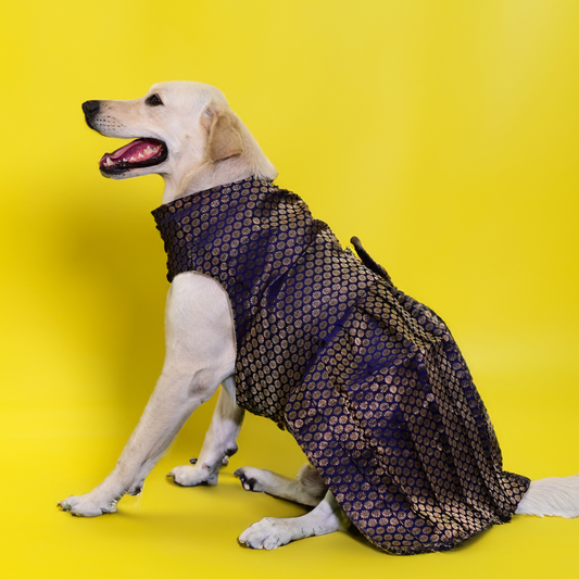 Skatrs Brocade Gold Printed Dress for Dogs and Cats Blue