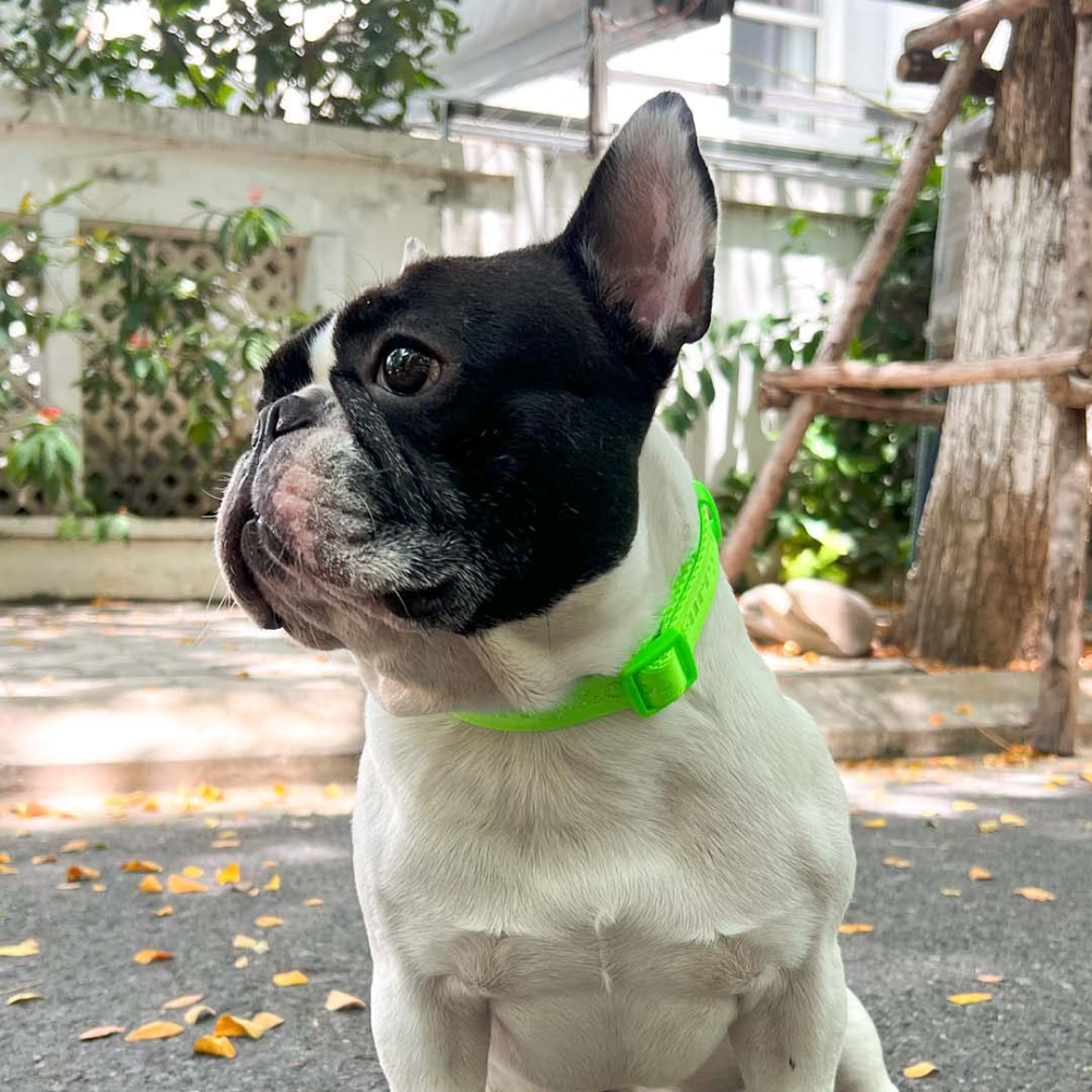 Furry  Co Ultra Collar for Dogs Limelight