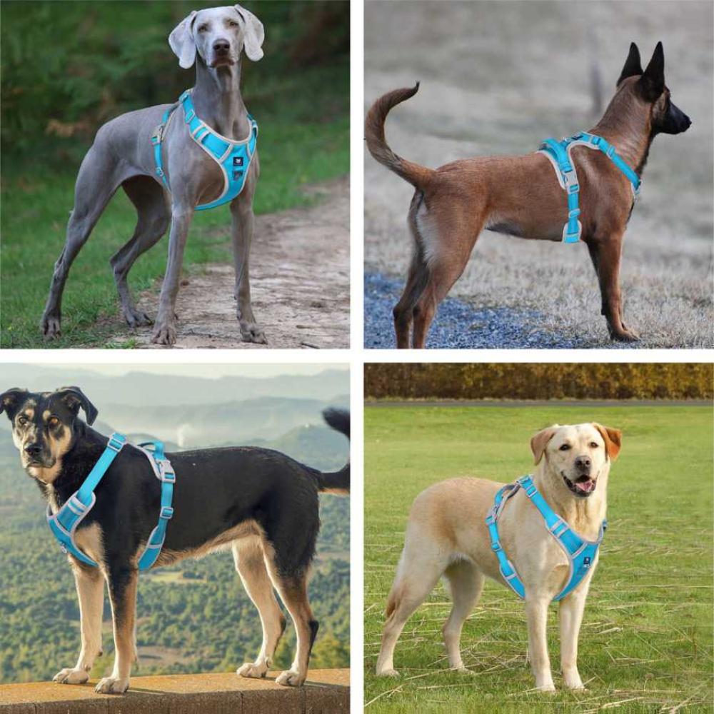 Hank 3M Reflective Harness for Puller Dogs GreyCyan Blue