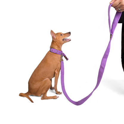 Lets Wag Single Handle Fabric Leash for Dogs Purple