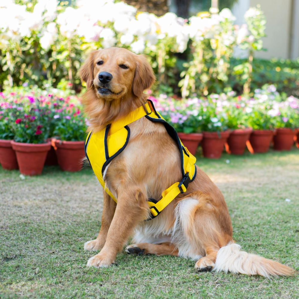 Pawpourri Adjustable Reflective Padded Harness for Dogs Yellow