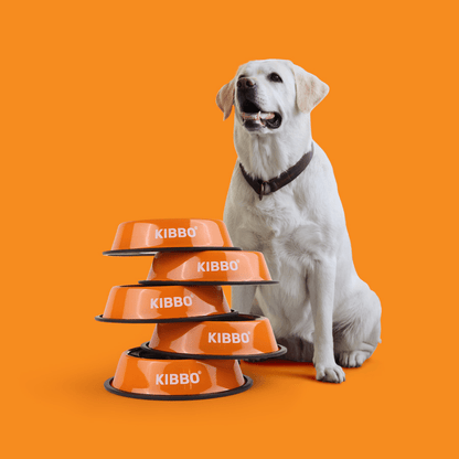 Kibbo Anti Skid Stainless Steel Bowl for Dogs and Cats Orange