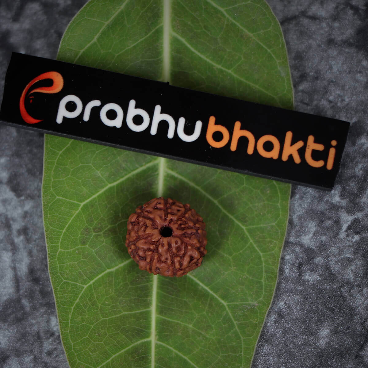 8 Mukhi Rudraksha Lab Certified Original Certified Rudraksha Color Brown